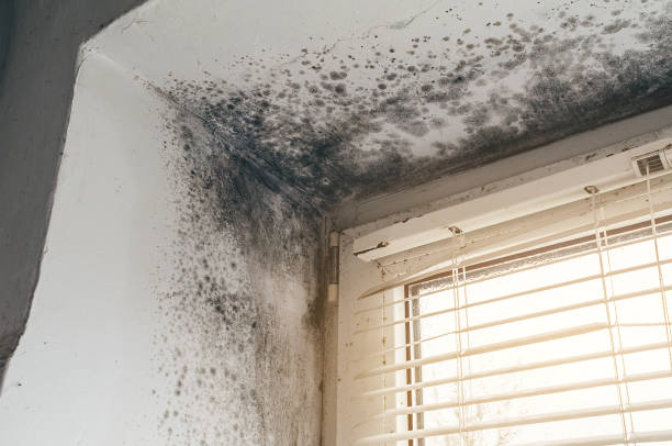Affordable Mold Cleanup solutions in Millington, MI